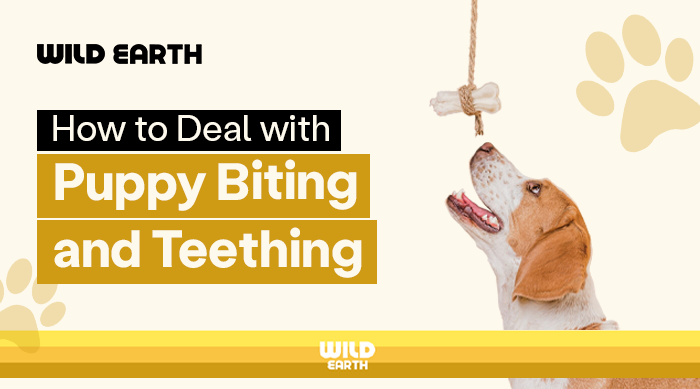 Puppy looking up at a hanging bone toy with text “How to Deal with Puppy Biting and Teething”