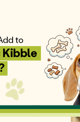 Wild Earth guide on healthy additions to your dog’s kibble featuring a curious beagle and food topping ideas.