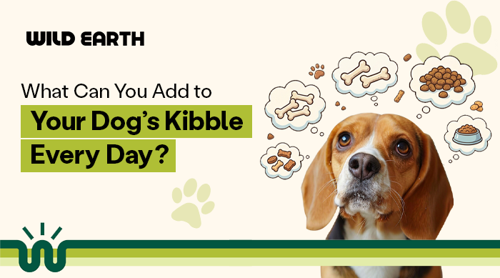 Wild Earth guide on healthy additions to your dog’s kibble featuring a curious beagle and food topping ideas.