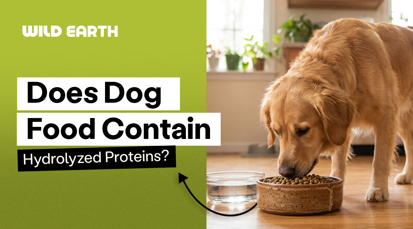Dog eating kibble from bowl – hydrolyzed protein dog food concept for pet nutrition and allergy-friendly diet.
