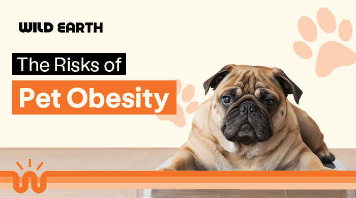 Why Pet Obesity Is a Serious Health Threat