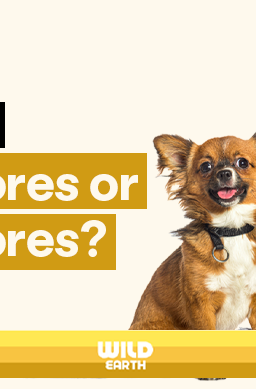 Chihuahua mix and Bernese Mountain Dog sitting side by side under the text ‘Are Dogs Omnivores or Carnivores'