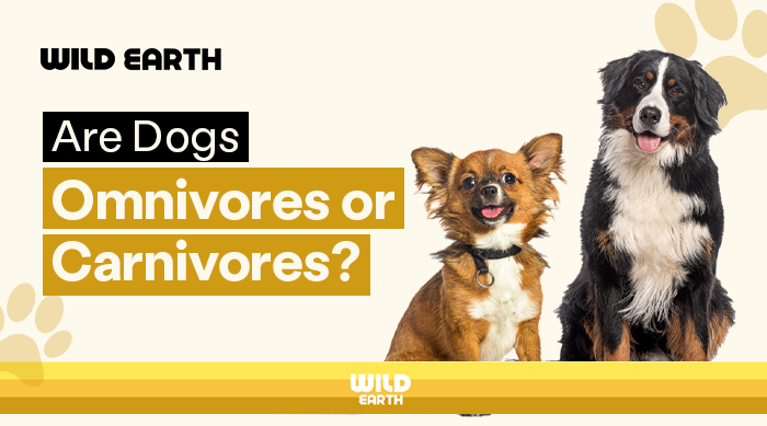 Chihuahua mix and Bernese Mountain Dog sitting side by side under the text ‘Are Dogs Omnivores or Carnivores'