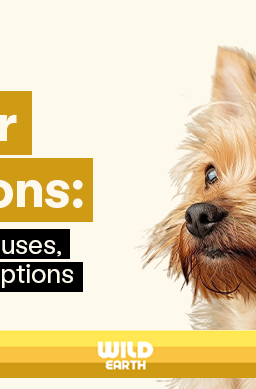 a Yorkshire Terrier alongside text that reads, "Dog Ear Infections: Symptoms, Causes, & Treatment Options."