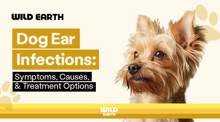 a Yorkshire Terrier alongside text that reads, "Dog Ear Infections: Symptoms, Causes, & Treatment Options."
