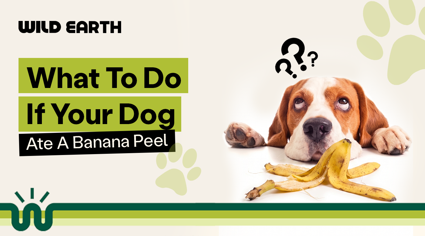 What To Do If Your Dog Ate A Banana Peel