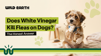 Does White Vinegar Kill Fleas on Dogs? The Honest Answer