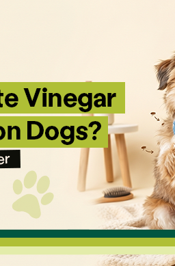 Illustrated Wild Earth blog banner showing a small brown dog holding a bottle labeled ACV while scratching from fleas, with the headline "Does White Vinegar Kill Fleas on Dogs? The Honest Answer"