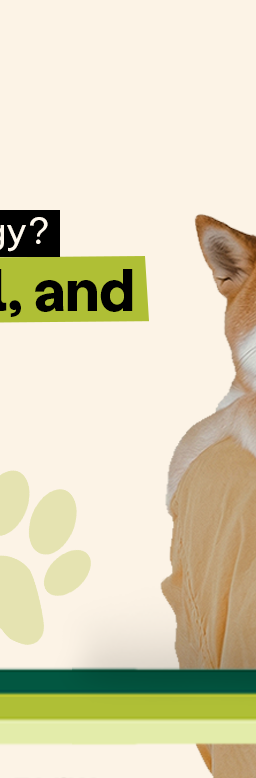 Why Is My Dog Suddenly Clingy? Female, Behavioral, and Medical Causes Explained