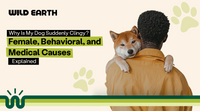 Why Is My Dog Suddenly Clingy? Female, Behavioral, and Medical Causes Explained