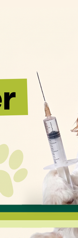 Cavalier King Charles Spaniel wearing a white shirt and holding a syringe beside the headline "How Long Does Dewormer Take to Work on Dogs?"