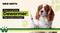 How Long Does Dewormer Take to Work on Dogs?