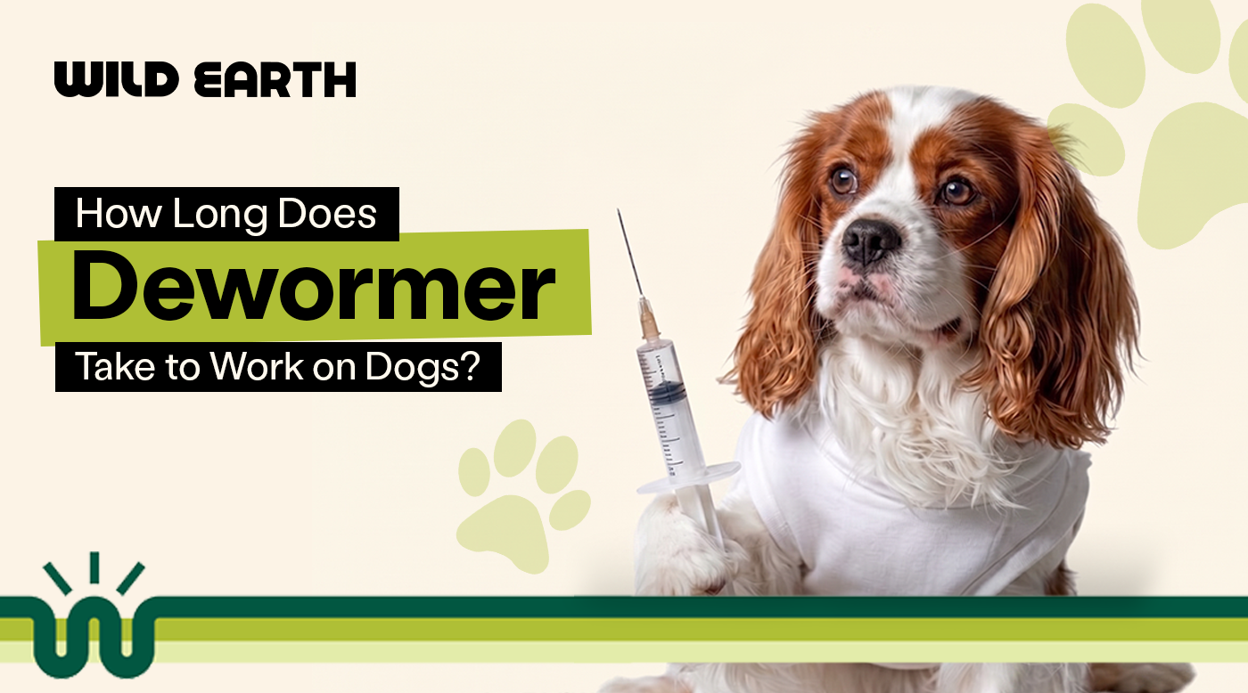 Cavalier King Charles Spaniel wearing a white shirt and holding a syringe beside the headline "How Long Does Dewormer Take to Work on Dogs?"