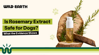 Is Rosemary Extract Safe for Dogs? What the Evidence Shows