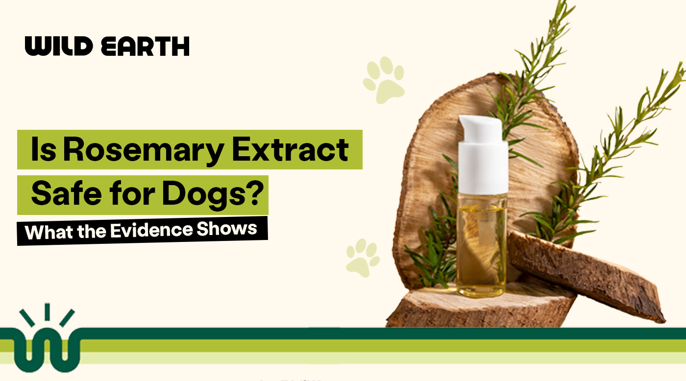 Text asking "Is Rosemary Extract Safe for Dogs?" next to a small bottle of oil and fresh rosemary sprigs resting on wood slices.