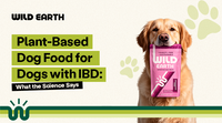 Plant-Based Dog Food for Dogs with IBD: What the Science Says