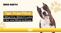 Tiger Stripe Pitbull: What It Is, What It Looks Like, and What to Know