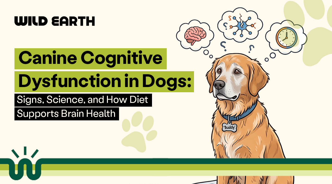 Canine Cognitive Dysfunction in Dogs: Signs, Science, and How Diet Supports Brain Health