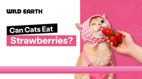 Can Cats Eat Strawberries?