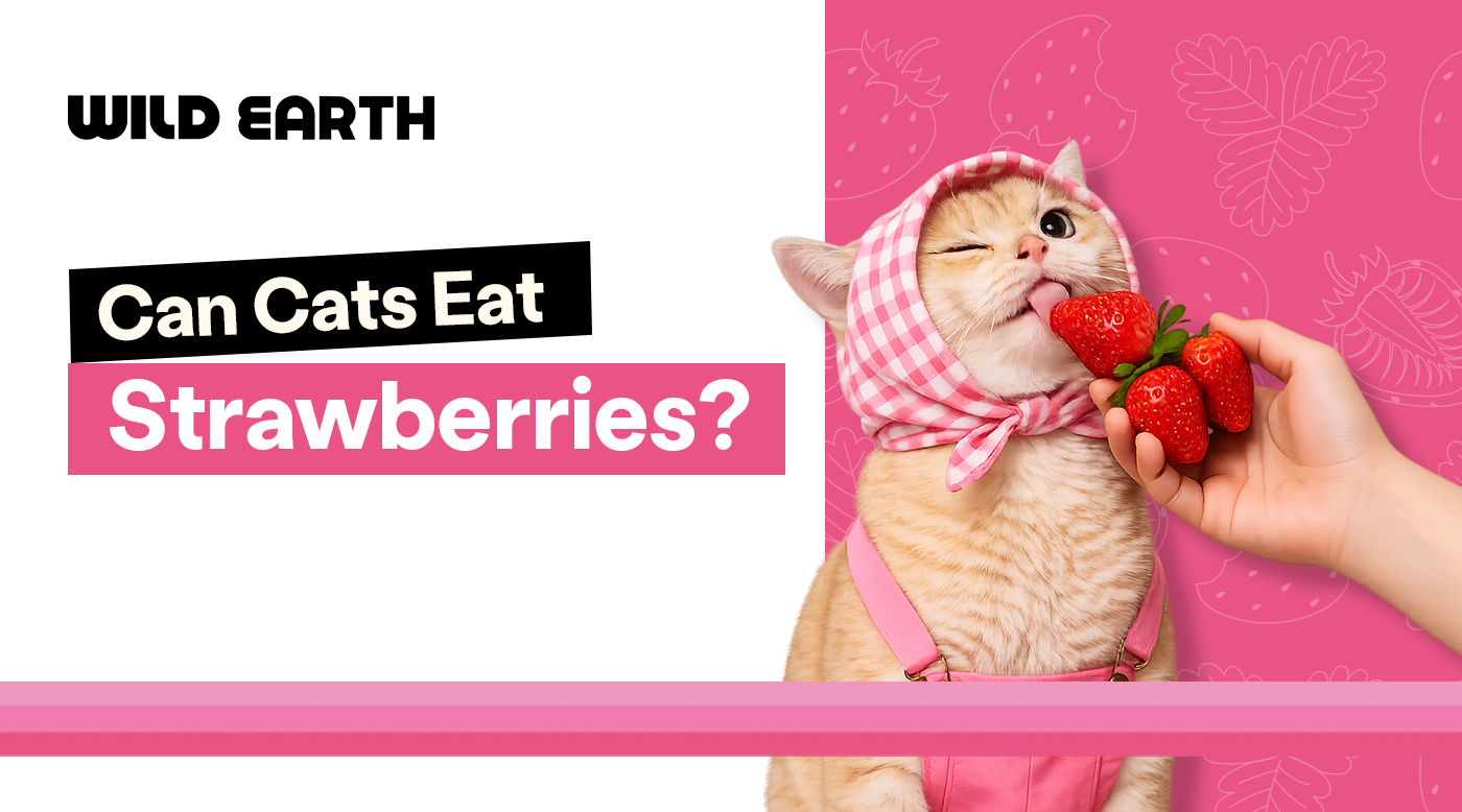 An orange tabby cat wearing a pink checkered bonnet licks a strawberry held by a person's hand, next to text that reads "Can Cats Eat Strawberries?"