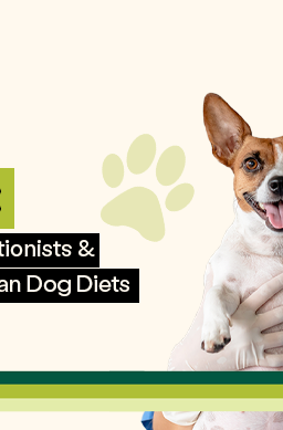 a vet holding a smiling do with blog title: Experts Weigh In Veterinarians, Nutritionists & Academics on Vegan Dog Diets 