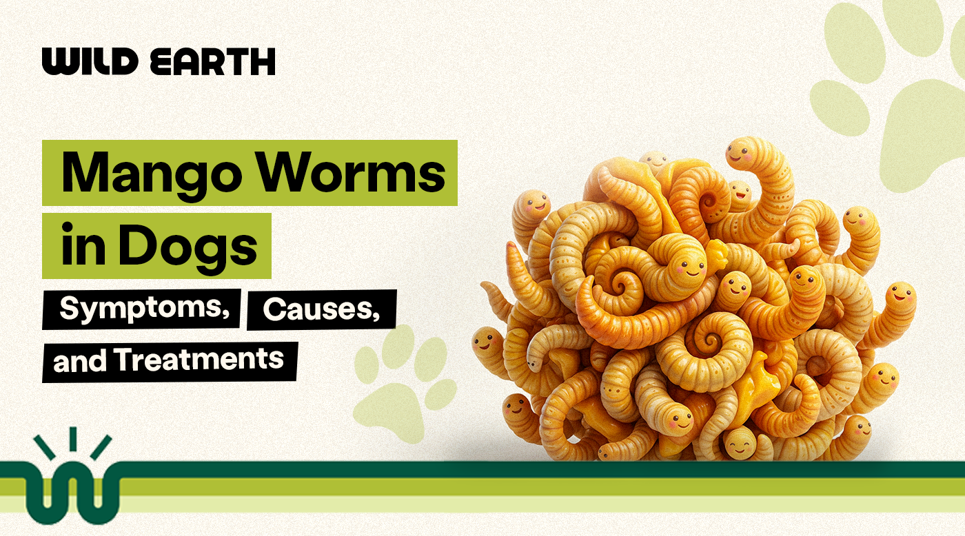 Mango Worms in Dogs: Symptoms, Causes, and Treatments