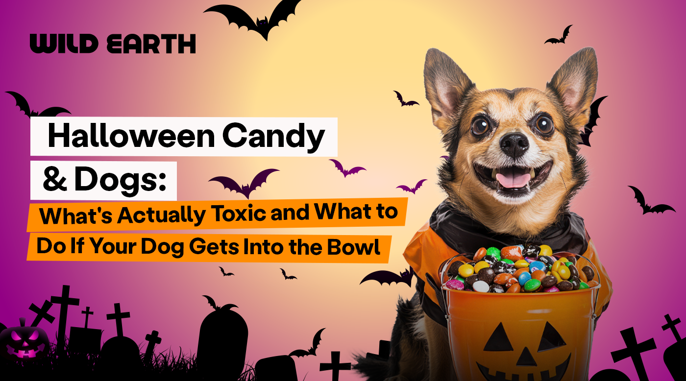 Halloween Candy & Dogs: What's Actually Toxic and What to Do If Your Dog Gets Into the Bowl