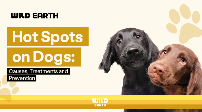 Two dogs next to the title “Hot Spots on Dogs: Causes, Treatments and Prevention”