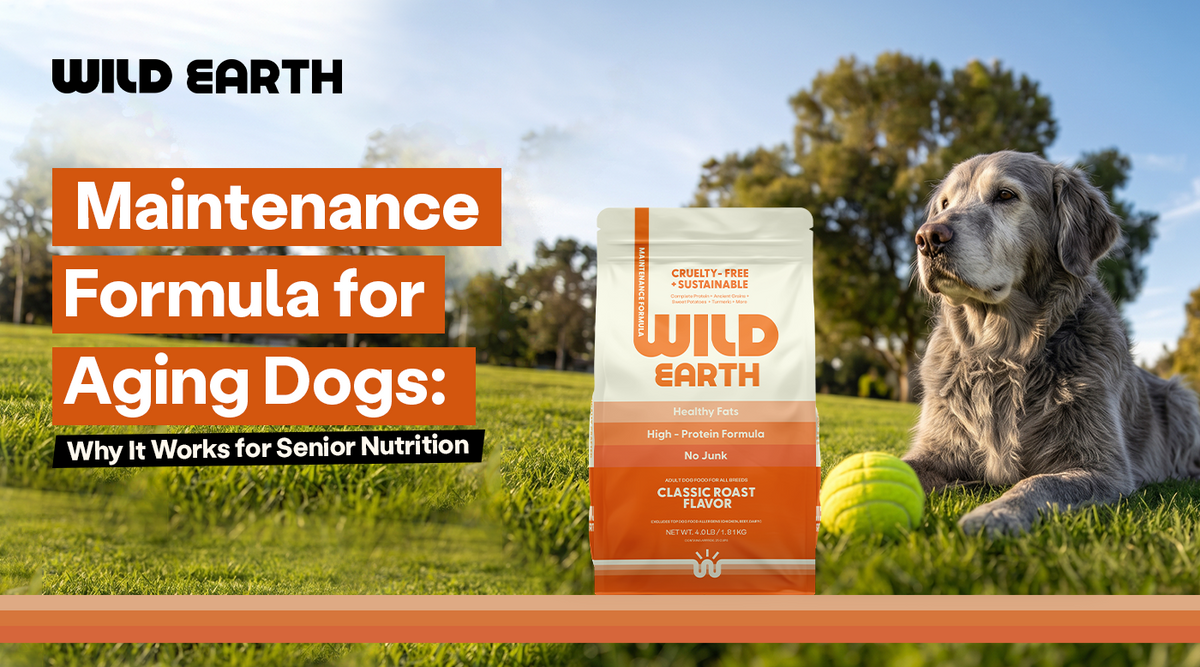 Senior dog with a graying coat lying on the grass beside a tennis ball and a bag of Wild Earth Maintenance Formula Classic Roast dog food.