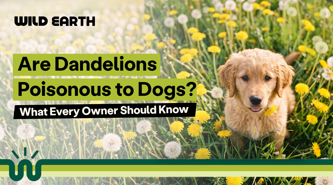 Are Dandelions Poisonous to Dogs? What Every Owner Should Know
