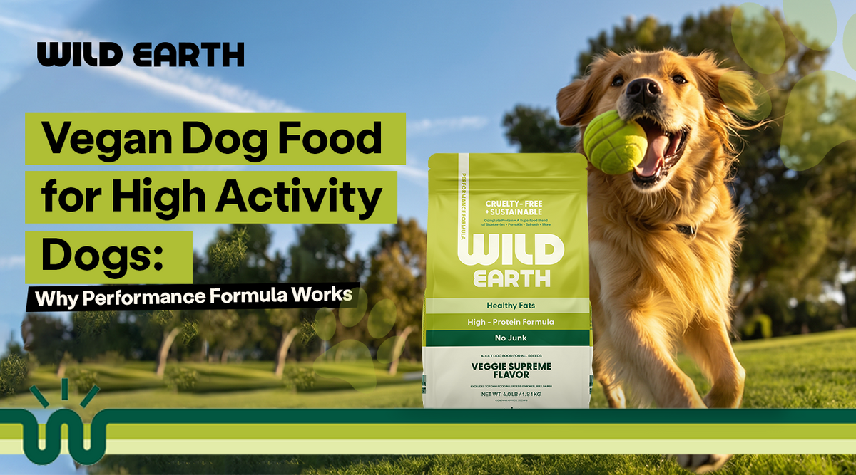 Golden retriever running across a grassy park with a tennis ball in its mouth, next to a bag of Wild Earth Performance Formula vegan dog food.