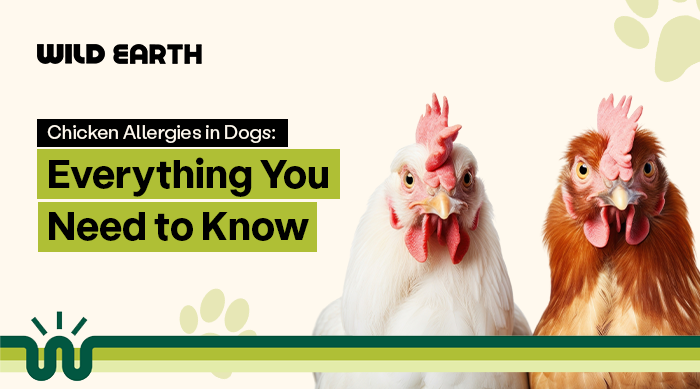 thumbnail of two chickens looking straight with the banner text "Chicken Allergies in Dogs: Everything You Need to Know"