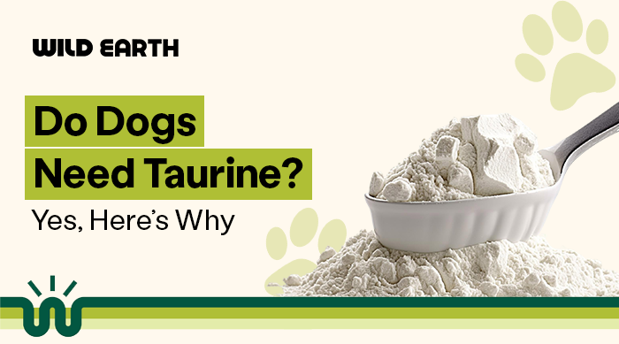 Do Dogs Need Taurine?