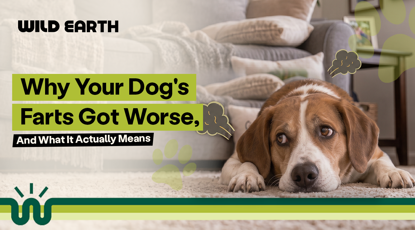 Why Your Dog's Farts Got Worse, and What It Actually Means