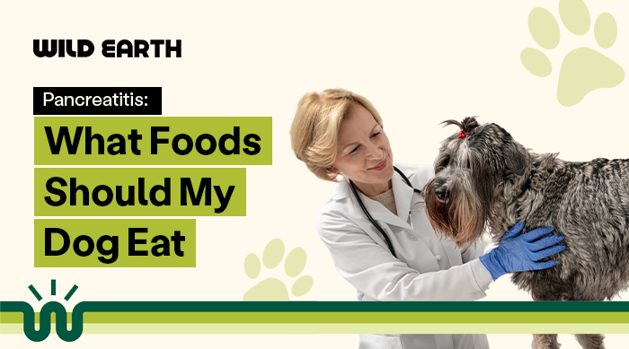Pancreatitis: What Foods Should my Dog Eat