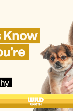 Woman holding a small dog while blowing her nose into a tissue, illustrating the idea that dogs may sense when their owners are sick