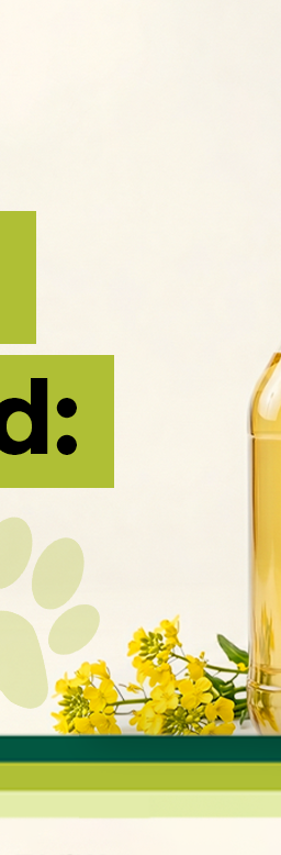 A dog sniffing canola oil with the text heading wondering if it is safe to include in dog food