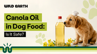 Canola Oil in Dog Food: Is It Safe?