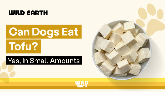 tofu in a white bowl with text "Can Dogs Eat Tofu? Yes, In Small Amounts"