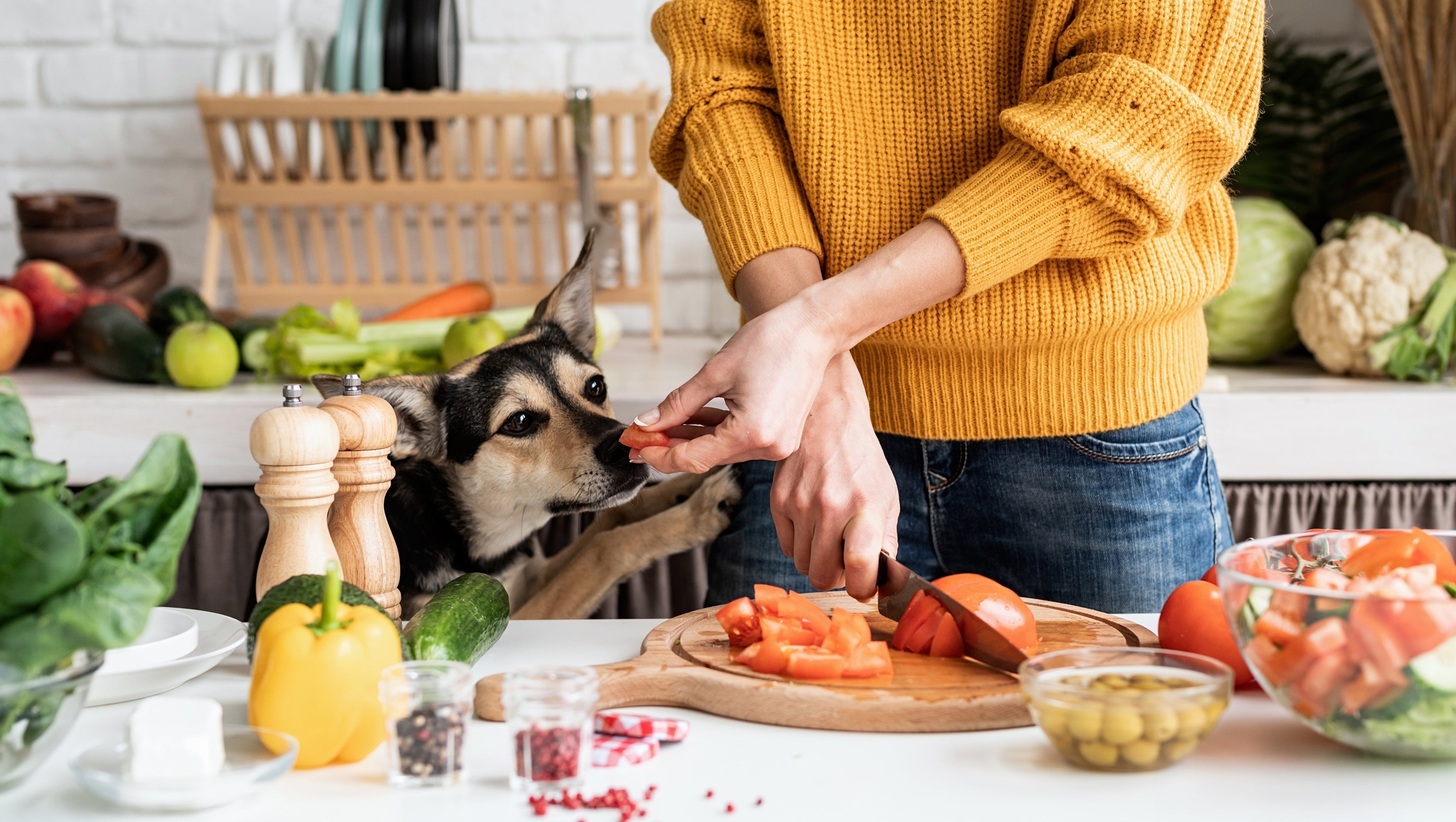 Where do Vegan Dogs Get their Protein?