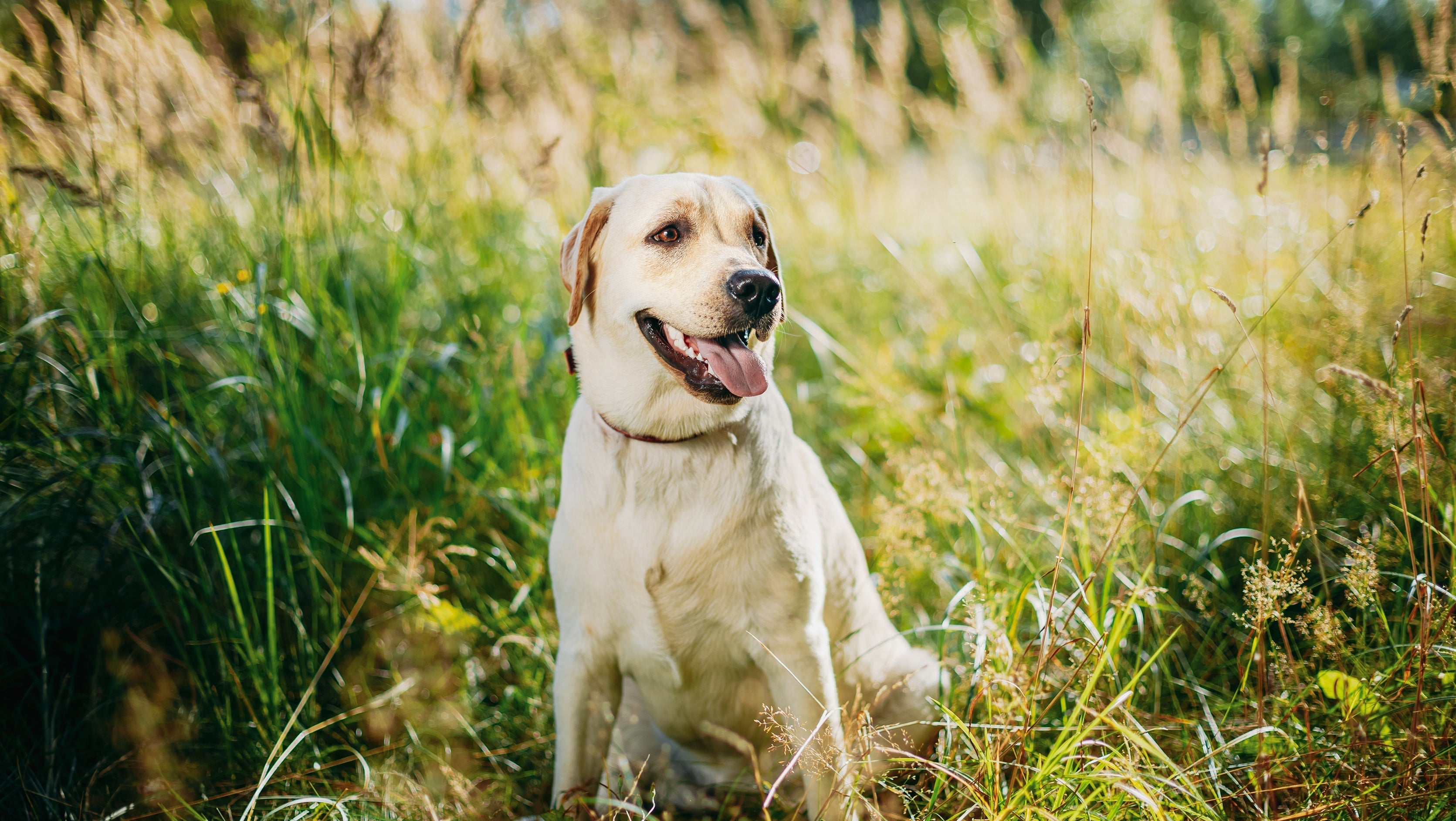 How Plant-Based Dog Food Can Help with Pancreatitis in Dogs