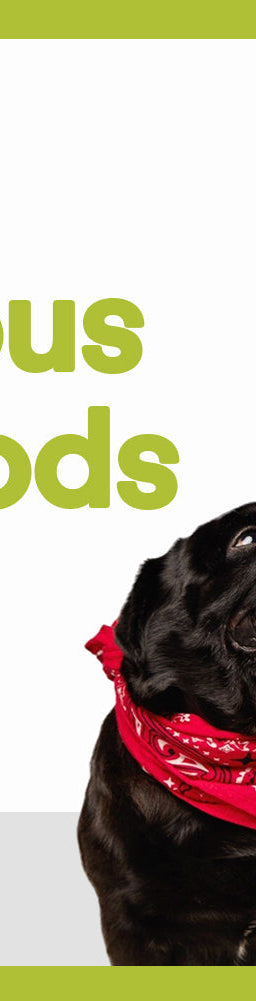 A man with glasses with his hands covering his mouth and a black dog with a red bandana next to him