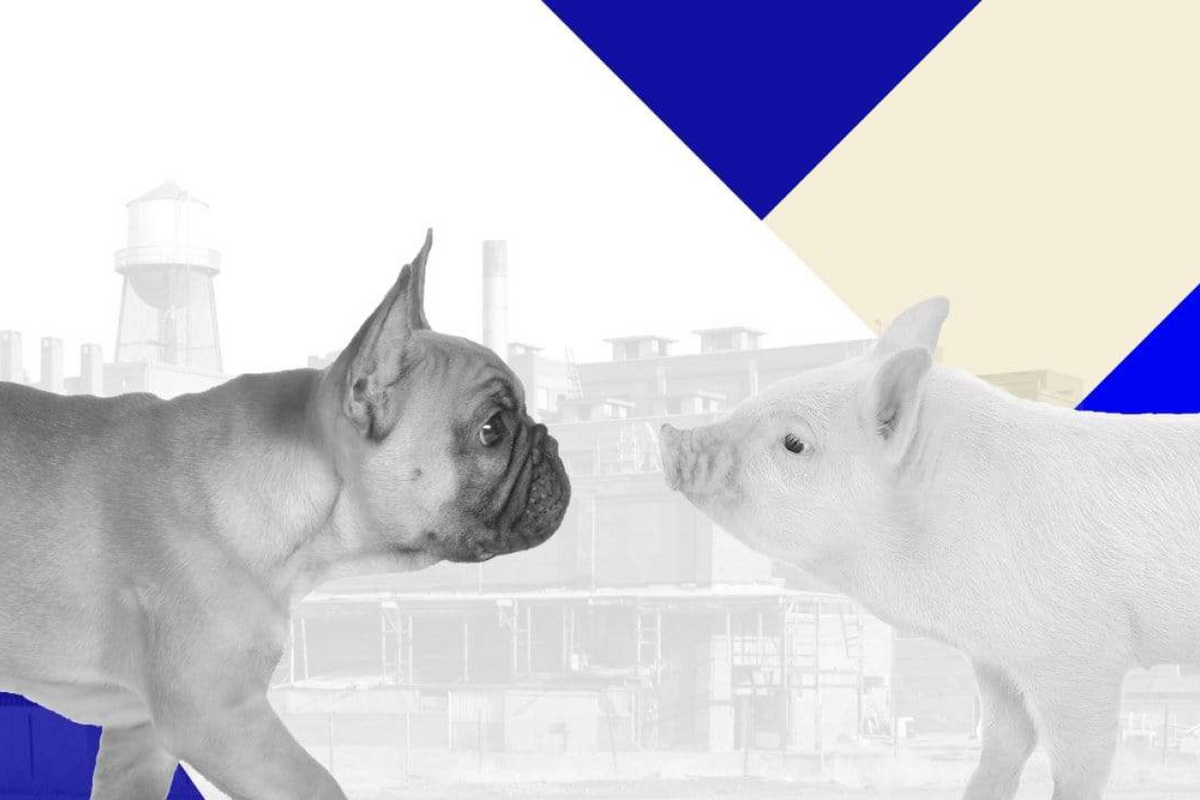 The State Of Dog Food Today - Factory Farming