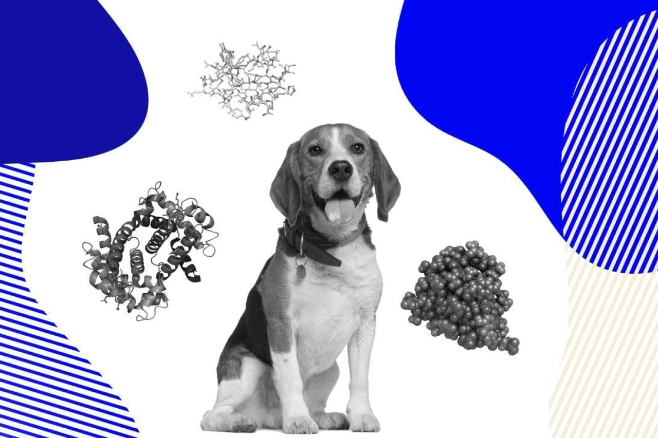 The 10 Amino Acids Your Dog Needs