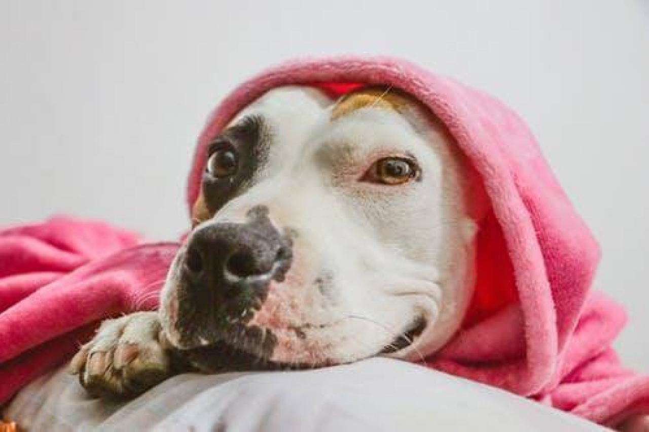 A Complete Guide to Pit Bull Skin Issues (and Fixes!)