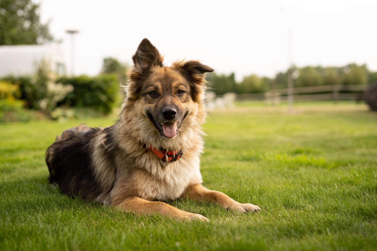 Arthritis in Dogs: Causes