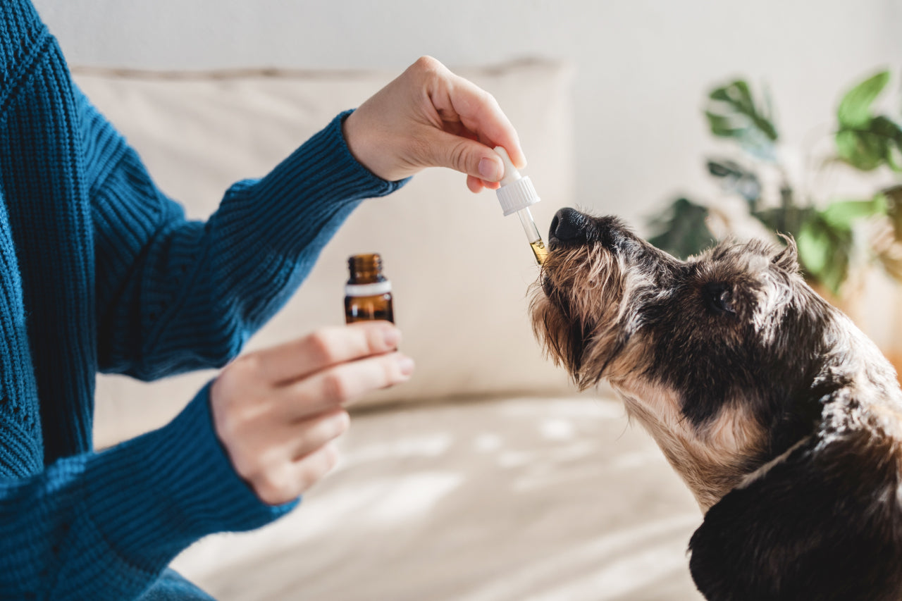 Can CBD Help Dogs With Allergies?