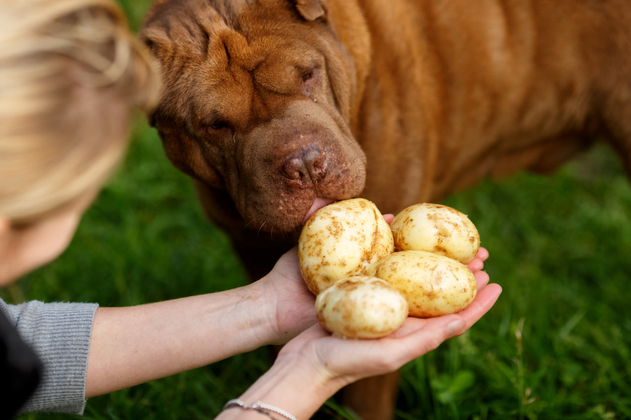 Can Dogs Digest Carbohydrates?