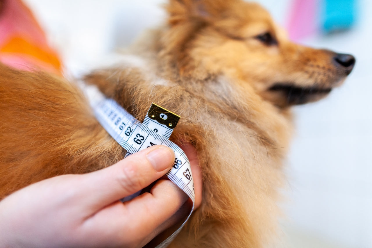 Nutrition and Obesity in Dogs