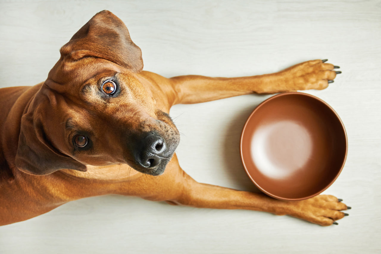 The Pros & Cons: Popular Dog Feeding Choices